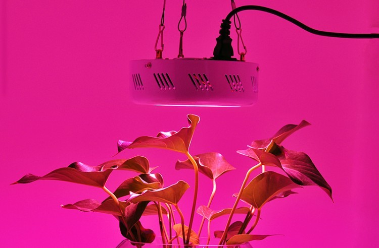 150W Full Spectrum UFO LED Grow Light Plant Growing Light UV & IR Lighting  Lamp, 1 unit - Kroger